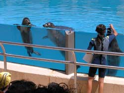 Faunia: Seals and sea lions