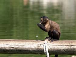 Faunia: Monkey