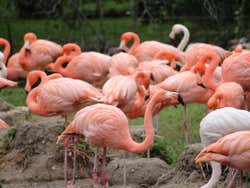 Animals in the Madrid Zoo