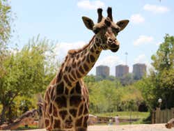 Giraffe Madrid Zoo