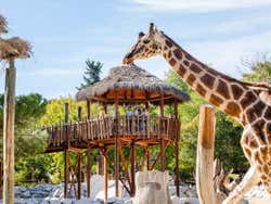 Visit the giraffes