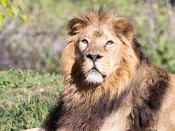 Lion at the Madrid Zoo