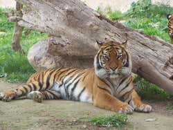 Tigers in Faunia
