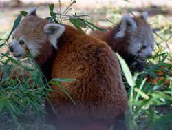 Madrid Zoo