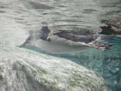 Penguis in the Madrid Zoo