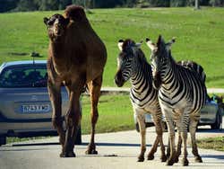 Camels and zebra in Safari Madrid
