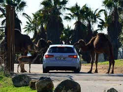 Camels in Safari Madrid