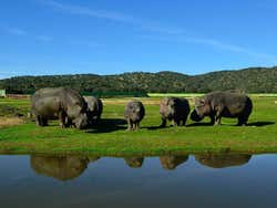 Hippopotamuses in Safari Madrid