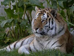 Tiger at the Madrid Zoo