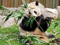 Zoo Aquarium in Madrid, panda bear