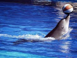 Dolphinarium of the Zoo Aquarium